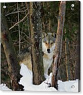 Wolf In Winter Woodland Wv8986 Acrylic Print