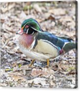 Wood Duck In The Leaves Acrylic Print