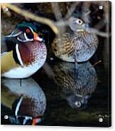 Wood Duck Pair Acrylic Print