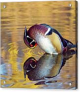 Wood Duck Preening With Reflections Acrylic Print