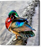Wood Duck With Watercolor Effects Acrylic Print