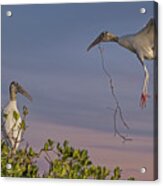 Wood Stork Returns To Nest Acrylic Print