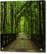 Wooded Path Acrylic Print