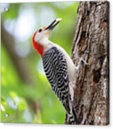 Woodpecker Cache And Carry Acrylic Print