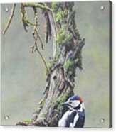 Woodpecker On Branch Acrylic Print