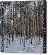 Woods In Snow Acrylic Print