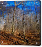Woods With Deep Blue Sky Acrylic Print