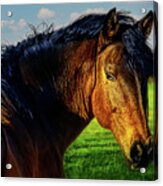 Work Horse Showing Acrylic Print