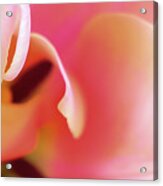 Wrapped In Pink Acrylic Print