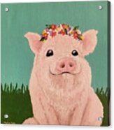 Year Of The Pig Acrylic Print