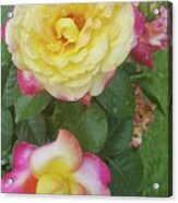 Yellow And Pink Rose Acrylic Print