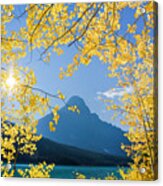 Yellow Aspen Leaves, Banff National Park Acrylic Print