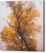 Yellow Autumn Acrylic Print