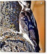 Yellow-bellied Sapsucker Acrylic Print