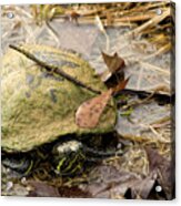 Yellow Bellied Turtle Pond Creature Acrylic Print
