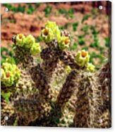 Yellow Cactus Flower Acrylic Print