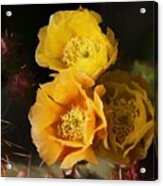 Yellow Cactus Flowers Acrylic Print