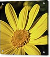 Yellow Daisy Acrylic Print