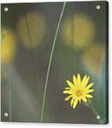 Yellow Daisy Close-up Acrylic Print