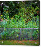 Yellow Flowers And The Fence Acrylic Print