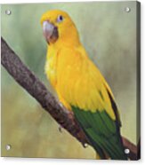 Yellow Green Parrot Bird 82 Acrylic Print