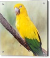 Yellow Green Parrot Bird 83 Acrylic Print