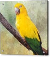 Yellow Green Parrot Bird 84 Acrylic Print