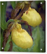 Yellow Lady Slippers Acrylic Print