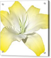 Yellow Lily Flower Best For Shirts And Bags Acrylic Print