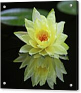 Yellow Lily Reflection Acrylic Print