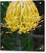 Yellow Pincushion Protea 2 Acrylic Print