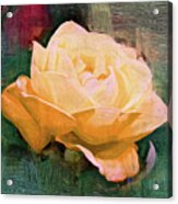 Yellow Radiant Rose Acrylic Print