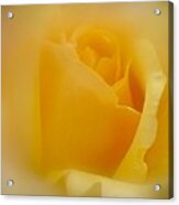 Yellow Acrylic Print