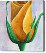 Yellow Rose Acrylic Print