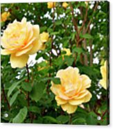 Yellow Roses In The Garden Acrylic Print