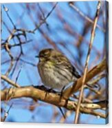 Yellow-rumped Warbler Perched Acrylic Print