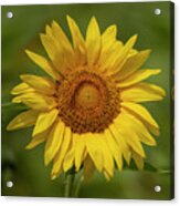 Yellow Sunflower Photograph Acrylic Print