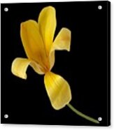 Yellow Tulip Still Acrylic Print