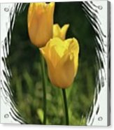 Yellow Tulips Digital Art Acrylic Print