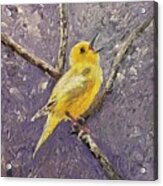 Yellow Warbler Acrylic Print