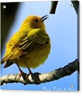 Yellow Warbler Singing In The Spotlight Acrylic Print