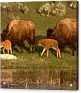 Yellowstone Bison Red Dog Season Acrylic Print