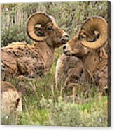 Yellowstone Meeting Of The Horns Crop Acrylic Print