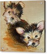 Yorkies Acrylic Print