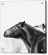 You Mean The World To Me - Horse Art Acrylic Print