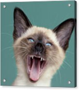 You Said What? - Siamese Kitten Acrylic Print
