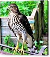 Young Cooper's Hawk Looking For Lunch Acrylic Print