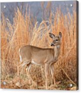 Young Deer In Tall Grass Acrylic Print