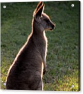 Young Eastern Grey Kangaroo Backlit Acrylic Print