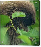 Young North American Porcupine In An Alder Tree Acrylic Print
